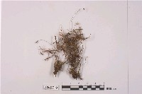 藏品(絲瓜苔屬)的圖片